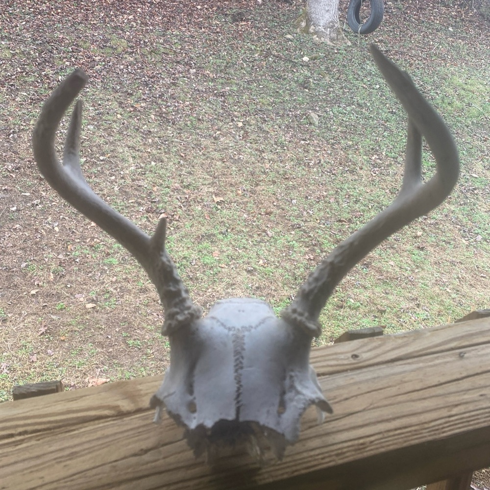 Defleshed 6 Point Deer Antler With Skull Attached Taxidermy Oddities Science